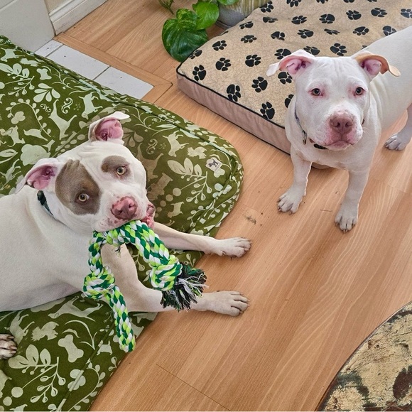 Meet your Posher, Samantha - Picture 3 of 9